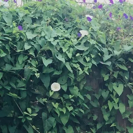 Zentrales Mit Terrasse 아파트 *