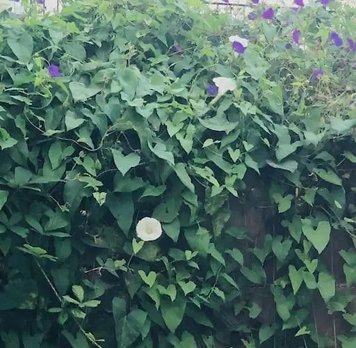 Zentrales Mit Terrasse Appartement *